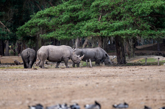 White rhinoceros (Ceratotherium simum) graze on the sandy ground of a wooded area at a safari park in the Netherlands the massive endangered herbivores in summer.