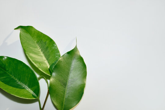Three fresh green ficus benjamina leaves with dew drops against clean white backdrop