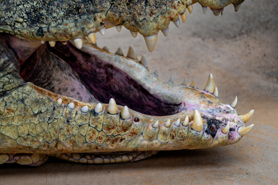 A detailed view of the open jaws and sharp teeth of a Nile crocodile (Crocodylus niloticus) at a safari park in the Netherlands the powerful reptile basking on sand.