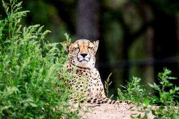 A portrait of a cheetah (Acinonyx jubatus) sitting among green summer foliage at a safari park in the Netherlands the spotted coat of the fastest land animal in soft light. © Oksana