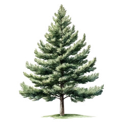 Fototapeta premium Pine Tree, watercolor clipart showcasing whimsical details and harmonious color flow, isolated on a white background.