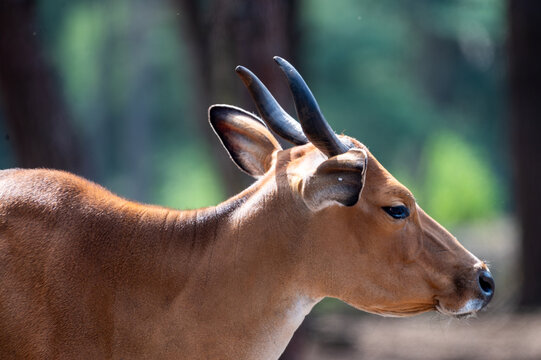 A banteng (Bos javanicus) with reddish brown coat white stockings and curved horns stands at a safari park in the Netherlands a side view of the endangered wild cattle.