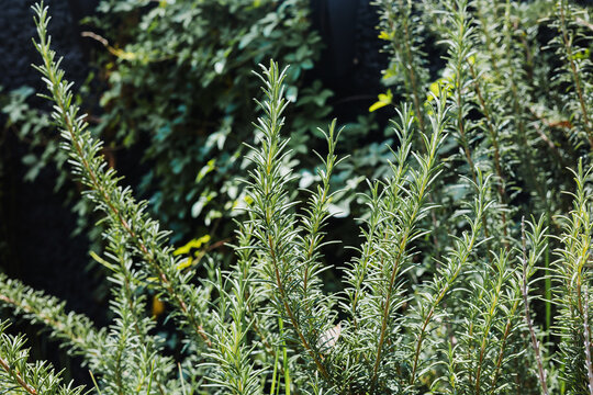 rosemary plant with green leaves growing outdoors in garden