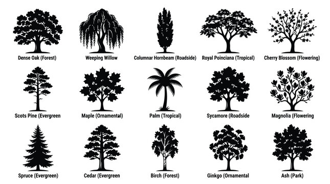Fifteen black tree silhouettes with descriptive labels for each species including oak, willow, palm, and spruce on a white background
