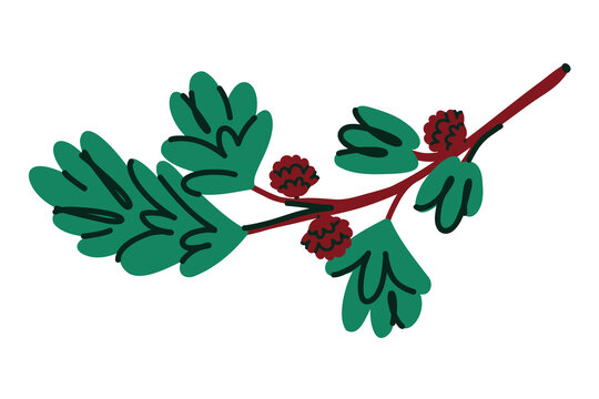 Evergreen Branch with Pine Cones, Hand Drawn Winter Botanical Illustration for Christmas Decor, Holiday Stationery and Natural Seasonal Design