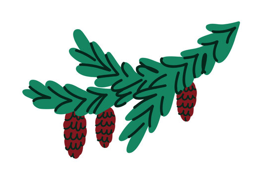 Minimal Evergreen Spruce Branch with Hanging Pine Cones, Hand Drawn Winter Botanical Clipart for Christmas Decoration and Holiday Branding