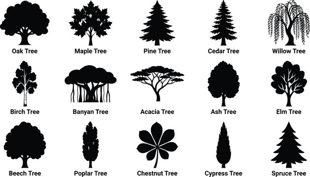 Fifteen black tree silhouettes with identification labels including oak, maple, pine, willow, and banyan on a white background