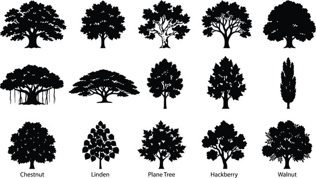 Set of fifteen black silhouette deciduous tree including oak, maple, sycamore, elm, beech, banyan, rain tree, ash, and walnut trees