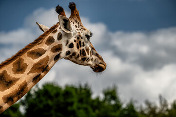 A giraffe (Giraffa camelopardalis) turns its head on its long neck at a safari park in the Netherlands the distinctive patchwork pattern of the coat glowing in summer light. © Oksana