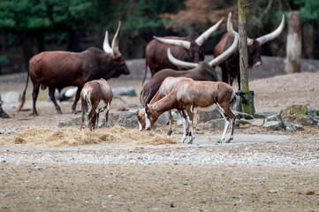 Long horned Watusi cattle stand with antelopes on the sandy ground at a safari park in the Netherlands the impressive horns of the breed against the wooded backdrop. © Oksana