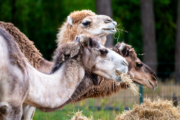 A group of Bactrian camels (Camelus bactrianus) stands together with shaggy shedding coats at a safari park in the Netherlands the two humped desert animals in summer light. © Oksana