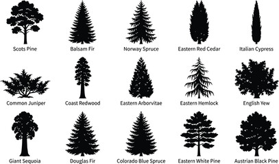 Set of fifteen black silhouettes of coniferous and deciduous trees with labels identifying each species on a white background © hr graphics