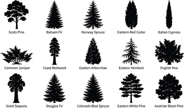 Set of fifteen black silhouettes of coniferous and deciduous trees with labels identifying each species on a white background