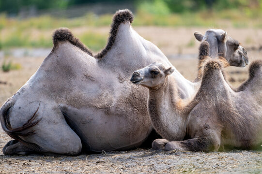 Bactrian camels (Camelus bactrianus) rest together with drooping humps on the ground at a safari park in the Netherlands a calm herd scene on a warm summer day.