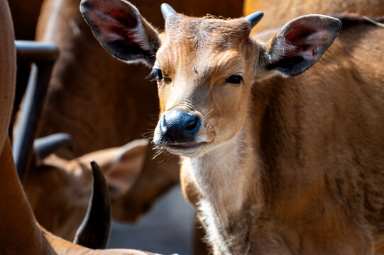 A close portrait of a young banteng (Bos javanicus) calf at a safari park in the Netherlands the reddish face white eye ring and dark muzzle of the wild cattle in detail.
