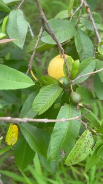 Vertical motion shot revealing ripe yellow guava among green leaves and unripe guavas on a guava tree