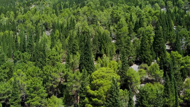 Cypresses, pines, and other evergreen trees on a mountain slope, aerial drone view. Evergreen forest on rocky hill.