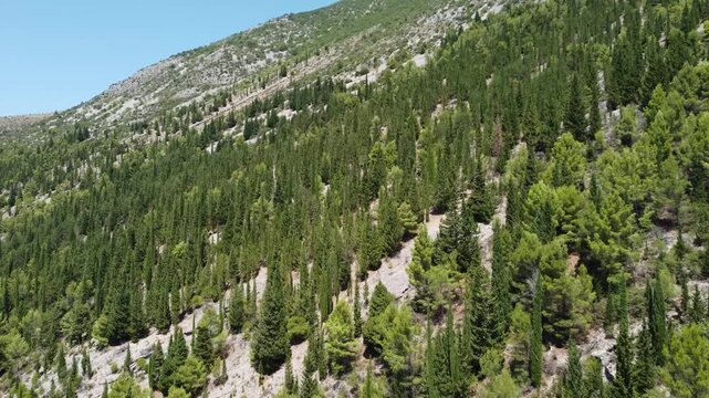 Cypresses, pines, and other evergreen trees on a mountain slope, aerial drone view. Evergreen forest on rocky hill.