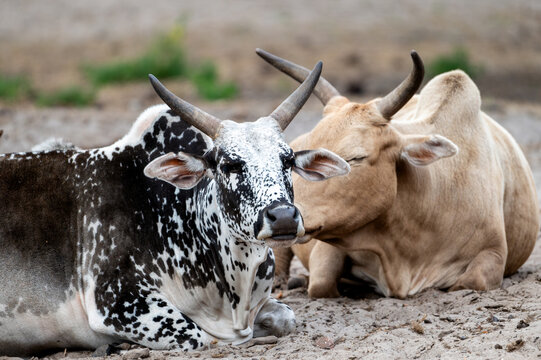 A close view of horned African cattle resting head to head at a safari park in the Netherlands the spotted coats and curved horns of the herd in detail.