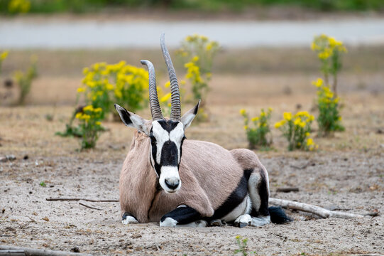 A gemsbok (Oryx gazella) rests among yellow flowers at a safari park in the Netherlands the black and white facial mask and long straight horns of the oryx in summer.