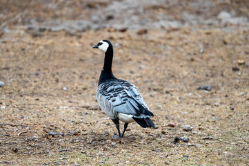A barnacle goose (Branta leucopsis) stands on the dry ground at a safari park in the Netherlands the striking black white and grey plumage of the waterbird in view. © Oksana