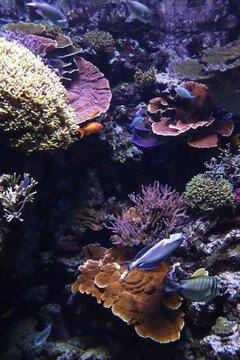 Fish in a tank at an aquarium in Denmark