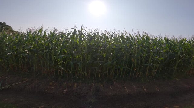 Agribusiness and agriculture, farmland in France Brittany region. Green corn crop field in northern France in Bretagne. Cereals and forage crops corn. agricultural land under organic production.
