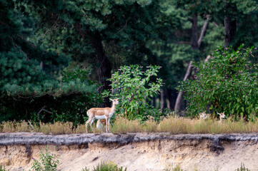 A blackbuck (Antilope cervicapra) stands at the edge of the trees at a safari park in the Netherlands the slender Indian antelope alert in the summer light. © Oksana