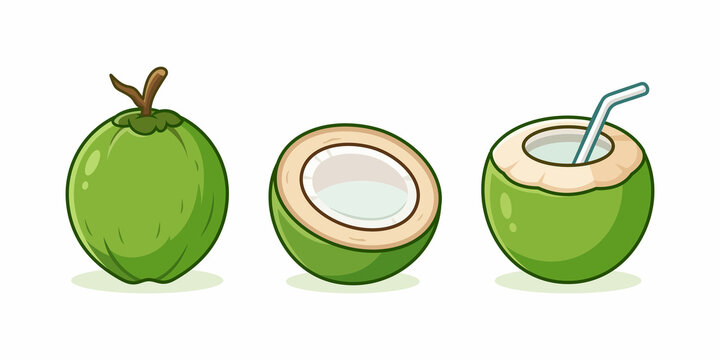 Green Young Coconut Vector Set. Whole Coconut, Half Cut, and Fresh Coconut Drink with Straw Isolated on White Background.