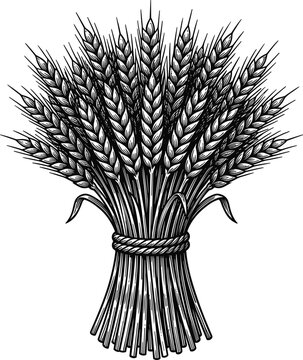 Wheat sheaf bundle in detailed vintage engraving style for bakery product emblem organic agriculture harvest vector illustration