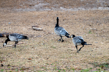 Barnacle geese (Branta leucopsis) walk across the bare ground at a safari park in the Netherlands the black and white waterbirds foraging in the summer light. © Oksana