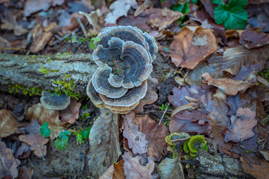 Turkey tail mushrooms growing on a fallen log in the forest