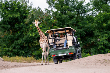 Hilvarenbeek Netherlands - July 19 2026. A giraffe stands on the sandy track beside an open safari truck full of visitors at Safaripark Beekse Bergen during a guided tour on a summer day. © Oksana