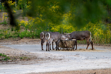 Waterbuck (Kobus ellipsiprymnus) feed from a hay rack at a safari park in the Netherlands the grey brown antelopes with white rump rings gathered among yellow flowers. © Oksana