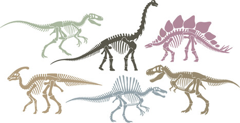 Dinosaur skeleton and fossil bones collection including tyrannosaurus rex stegosaurus brachiosaurus spinosaurus archeology prehistoric animal set isolated on white background vector illustration © MdSaddam