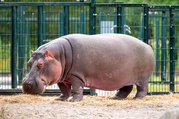 A young hippopotamus (Hippopotamus amphibius) walks across the sandy floor of its enclosure at a safari park in the Netherlands the smooth grey calf exploring on a summer day. © Oksana