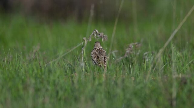 Calandra Lark singing on the ground among green grass