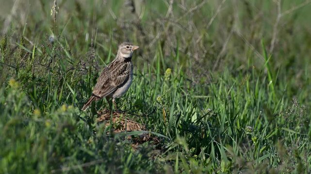 Calandra Lark singing on the ground among green grass