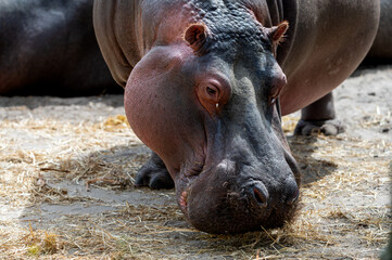A hippopotamus (Hippopotamus amphibius) rests its enormous head on the sandy ground at a safari park in the Netherlands the wrinkled grey skin lit by soft summer light. © Oksana