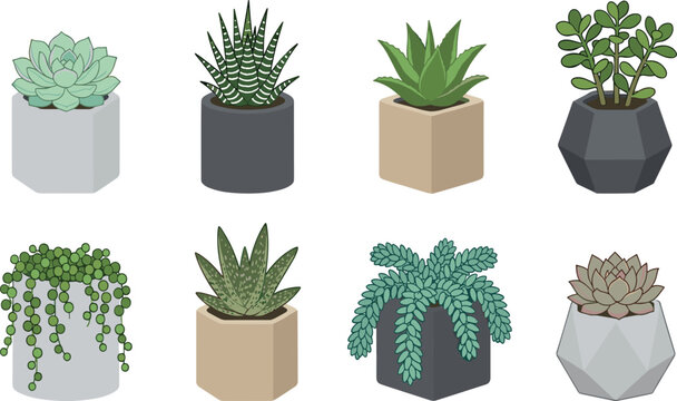 Potted Succulent and Houseplant Flat Vector Icon Set Featuring Echeveria Haworthia Jade String of Pearls and Burros Tail in Geometric Ceramic Planters for Home Decor Designs
