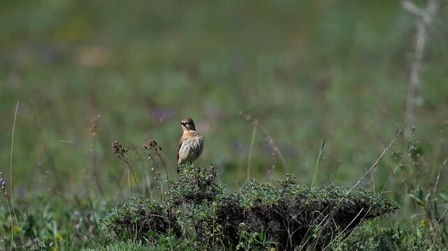 Isabelline wheatear standing among green grass and flowers
