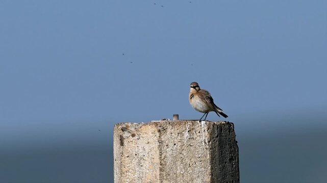 Isabeline wheatear singing on a stone