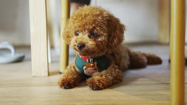 A cute brown toy poodle lying on an indoor floor wearing a harness. Happy best friend resting in beautiful morning daylight. Close up animal portrait shot with selective focus and blurred background.