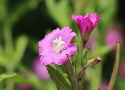 Epilobium hirsutum (great willowherb) growing in a meadow