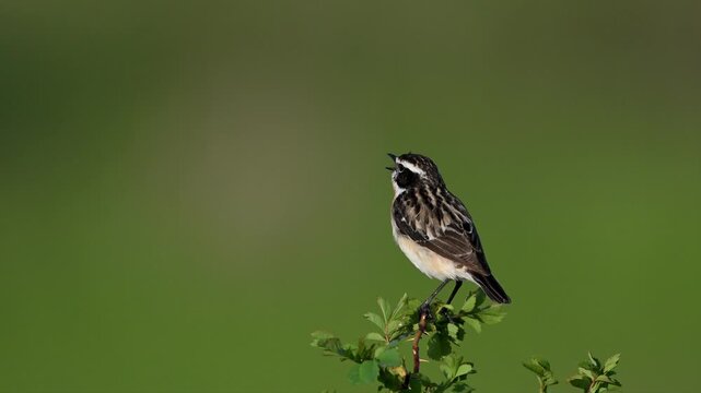 Whinchat singing on a branch against a blurred green background