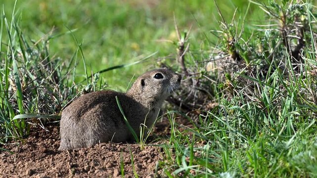 Anatolian ground squirrel sitting calmly on green grass