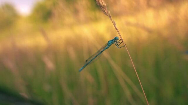 Common blue damselfly hanging onto tall grass