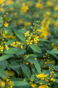 Blooming Galphimia gracilis bush with vibrant small yellow flowers and green leaves