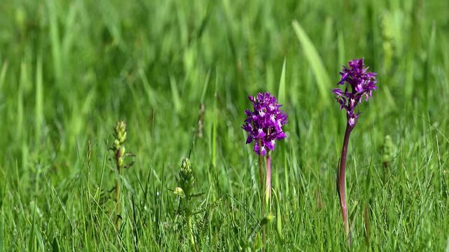 Purple orchids growing among green grass