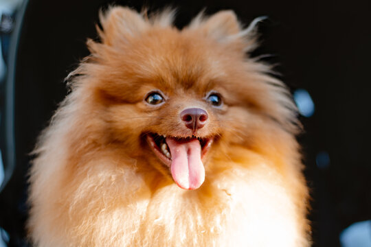 Happy fluffy dog smiling with tongue out in bright sunlight